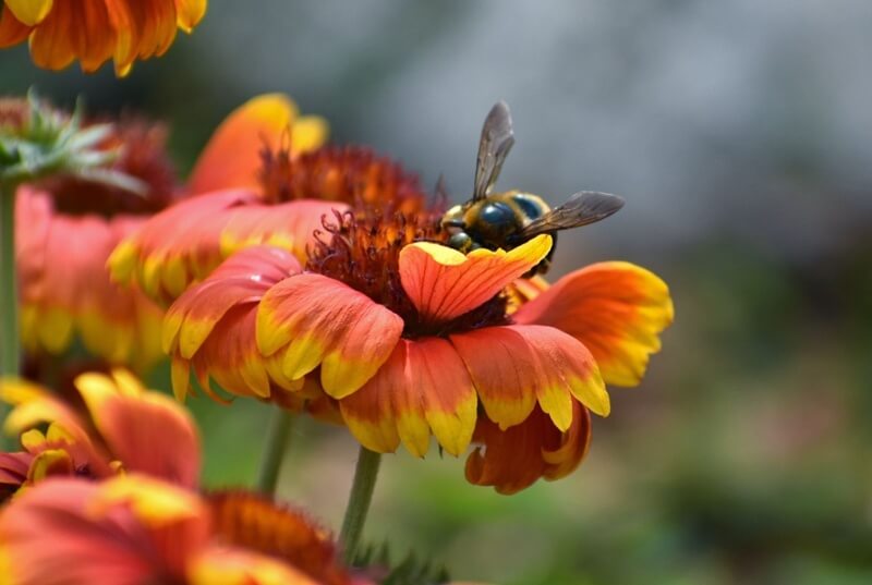 bee on top of a flower