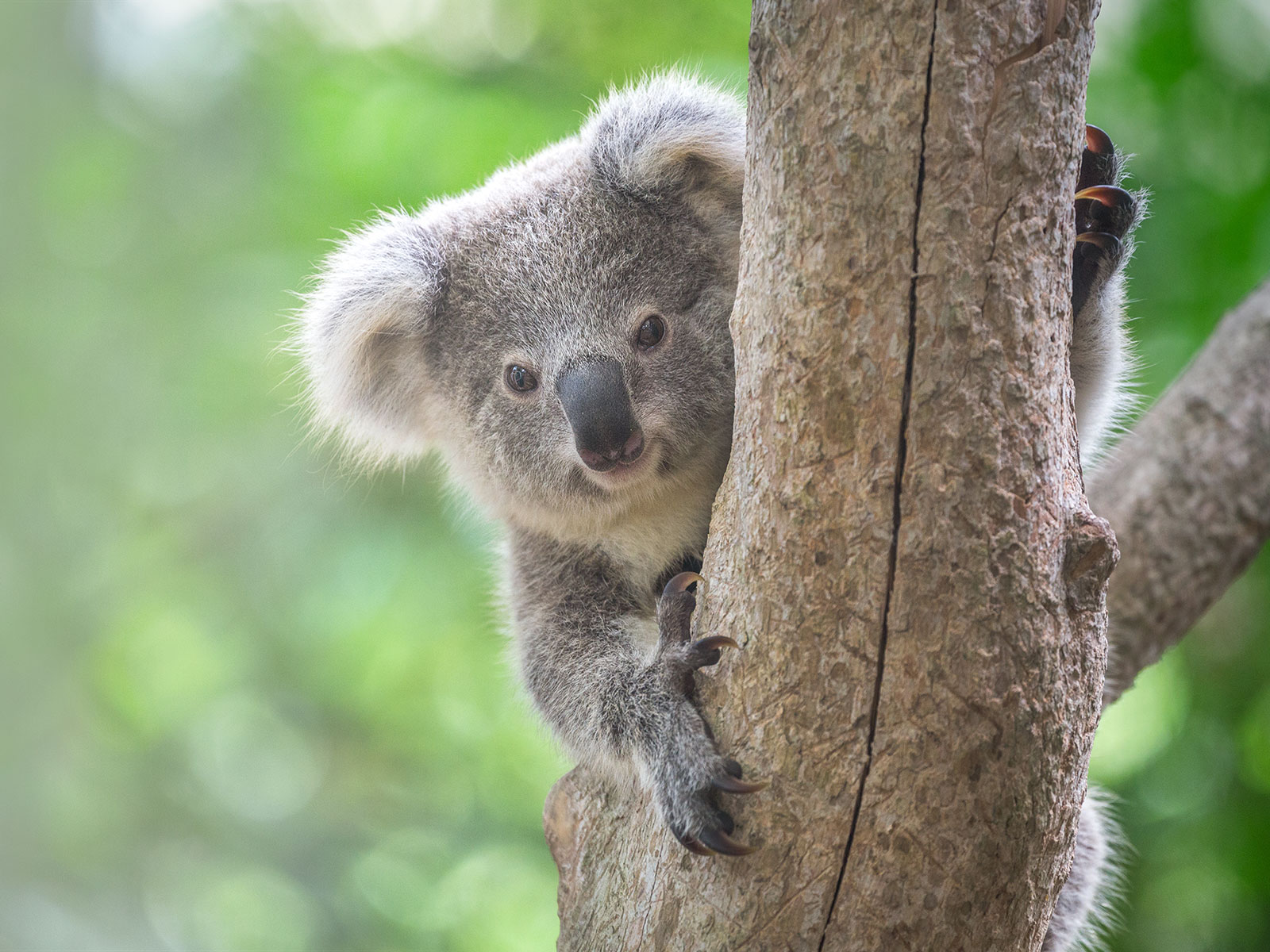 koala-3